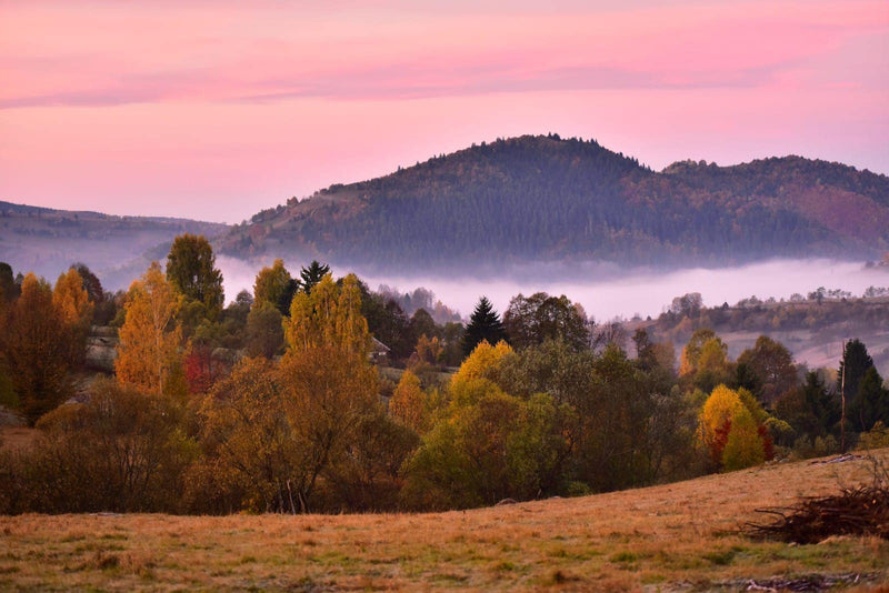 Vita la gratar cu Secretul de Vita